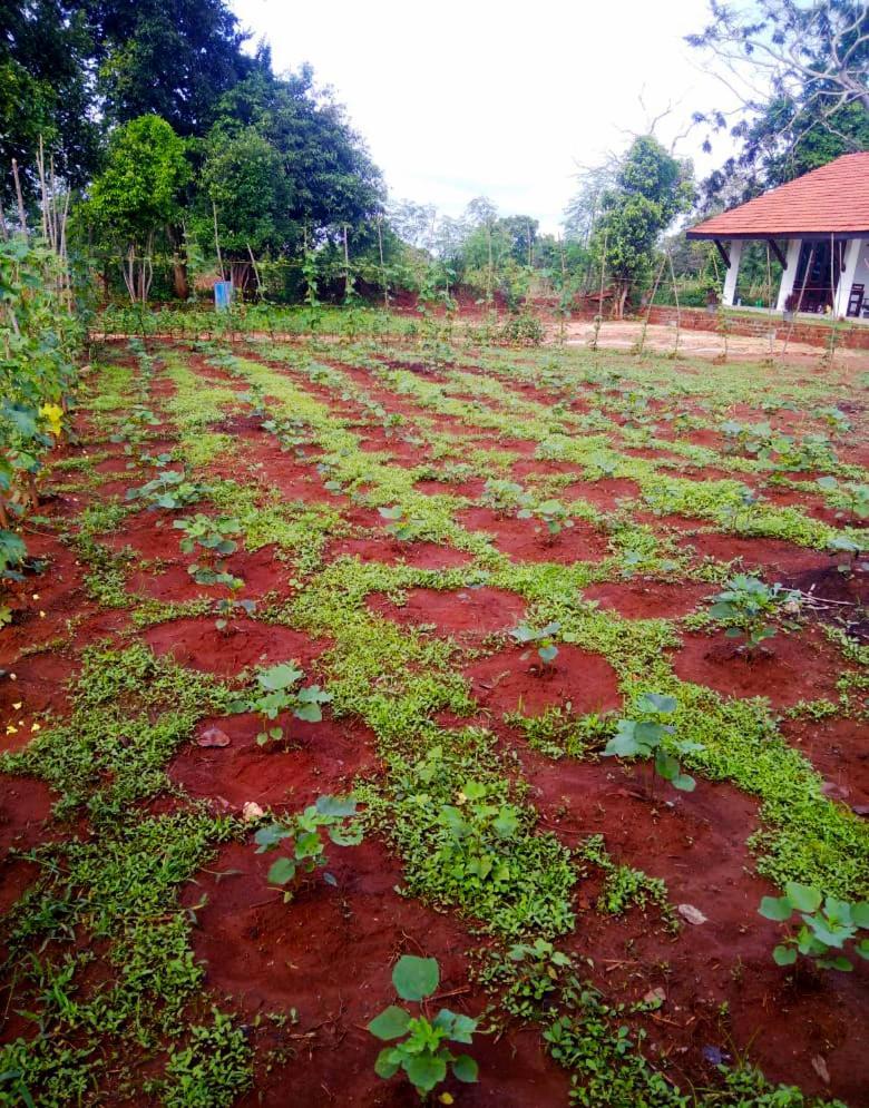 Moni Farm House Wilpattu Nochchiyagama Exteriér fotografie